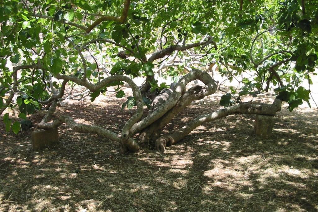 Casa Colonica Villa Gallipoli Kültér fotó